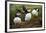 Puffins at the Wick, Skomer Island, Pembrokeshire Coast National Park, Wales-Photo Escapes-Framed Photographic Print