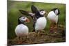 Puffins at the Wick, Skomer Island, Pembrokeshire Coast National Park, Wales-Photo Escapes-Mounted Photographic Print