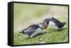 Puffins Courtship-null-Framed Stretched Canvas