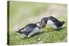 Puffins Courtship-null-Stretched Canvas