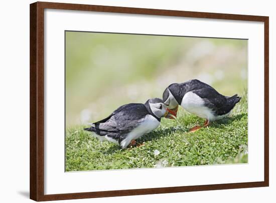 Puffins Courtship-null-Framed Photographic Print