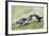 Puffins Courtship-null-Framed Photographic Print