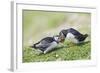 Puffins Courtship-null-Framed Photographic Print