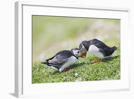 Puffins Courtship-null-Framed Photographic Print