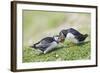 Puffins Courtship-null-Framed Photographic Print