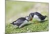 Puffins Courtship-null-Mounted Photographic Print