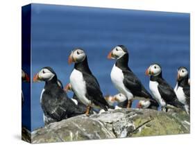 Puffins (Fratercula Arctica), Farne Islands, off Northumbria, England, United Kingdom, Europe-Ann & Steve Toon-Stretched Canvas