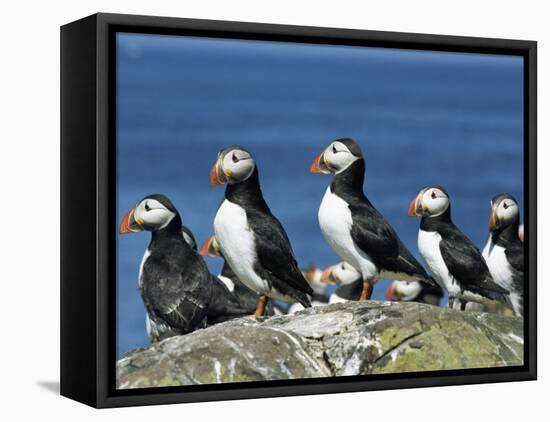 Puffins (Fratercula Arctica), Farne Islands, off Northumbria, England, United Kingdom, Europe-Ann & Steve Toon-Framed Stretched Canvas