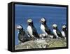 Puffins (Fratercula Arctica), Farne Islands, off Northumbria, England, United Kingdom, Europe-Ann & Steve Toon-Framed Stretched Canvas