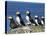 Puffins (Fratercula Arctica), Farne Islands, off Northumbria, England, United Kingdom, Europe-Ann & Steve Toon-Stretched Canvas