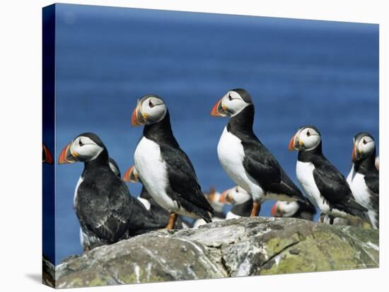 Puffins (Fratercula Arctica), Farne Islands, off Northumbria, England, United Kingdom, Europe-Ann & Steve Toon-Stretched Canvas