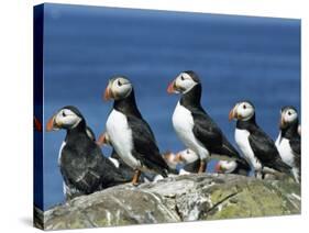 Puffins (Fratercula Arctica), Farne Islands, off Northumbria, England, United Kingdom, Europe-Ann & Steve Toon-Stretched Canvas