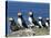 Puffins (Fratercula Arctica), Farne Islands, off Northumbria, England, United Kingdom, Europe-Ann & Steve Toon-Stretched Canvas