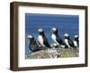 Puffins (Fratercula Arctica), Farne Islands, off Northumbria, England, United Kingdom, Europe-Ann & Steve Toon-Framed Photographic Print