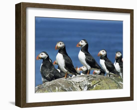 Puffins (Fratercula Arctica), Farne Islands, off Northumbria, England, United Kingdom, Europe-Ann & Steve Toon-Framed Photographic Print