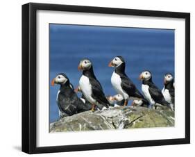 Puffins (Fratercula Arctica), Farne Islands, off Northumbria, England, United Kingdom, Europe-Ann & Steve Toon-Framed Photographic Print