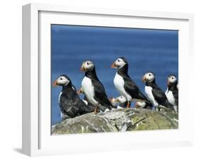 Puffins (Fratercula Arctica), Farne Islands, off Northumbria, England, United Kingdom, Europe-Ann & Steve Toon-Framed Photographic Print