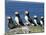 Puffins (Fratercula Arctica), Farne Islands, off Northumbria, England, United Kingdom, Europe-Ann & Steve Toon-Mounted Photographic Print