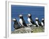 Puffins (Fratercula Arctica), Farne Islands, off Northumbria, England, United Kingdom, Europe-Ann & Steve Toon-Framed Photographic Print