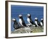 Puffins (Fratercula Arctica), Farne Islands, off Northumbria, England, United Kingdom, Europe-Ann & Steve Toon-Framed Photographic Print