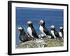 Puffins (Fratercula Arctica), Farne Islands, off Northumbria, England, United Kingdom, Europe-Ann & Steve Toon-Framed Photographic Print