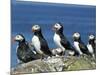 Puffins (Fratercula Arctica), Farne Islands, off Northumbria, England, United Kingdom, Europe-Ann & Steve Toon-Mounted Photographic Print