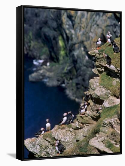Puffins on Cliffs, Hermaness Nature Reserve, Unst, Shetland Islands, Scotland, UK-Patrick Dieudonne-Framed Stretched Canvas