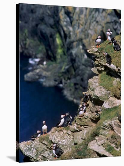 Puffins on Cliffs, Hermaness Nature Reserve, Unst, Shetland Islands, Scotland, UK-Patrick Dieudonne-Stretched Canvas