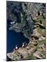 Puffins on Cliffs, Hermaness Nature Reserve, Unst, Shetland Islands, Scotland, UK-Patrick Dieudonne-Mounted Photographic Print