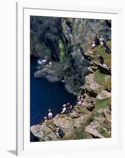Puffins on Cliffs, Hermaness Nature Reserve, Unst, Shetland Islands, Scotland, UK-Patrick Dieudonne-Framed Photographic Print