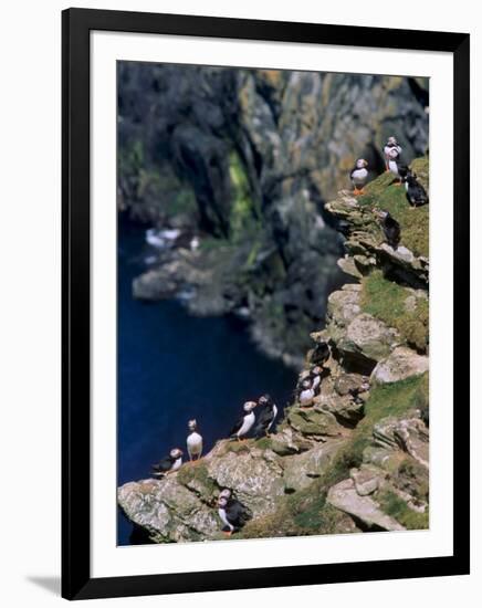 Puffins on Cliffs, Hermaness Nature Reserve, Unst, Shetland Islands, Scotland, UK-Patrick Dieudonne-Framed Photographic Print