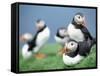 Puffins on Grass-null-Framed Stretched Canvas