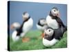 Puffins on Grass-null-Stretched Canvas