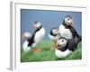Puffins on Grass-null-Framed Photographic Print