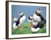 Puffins on Grass-null-Framed Photographic Print