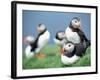 Puffins on Grass-null-Framed Photographic Print