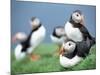 Puffins on Grass-null-Mounted Photographic Print