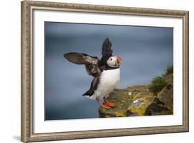 Puffins Up Close Atop The Cliffs In Western Iceland-Joe Azure-Framed Photographic Print