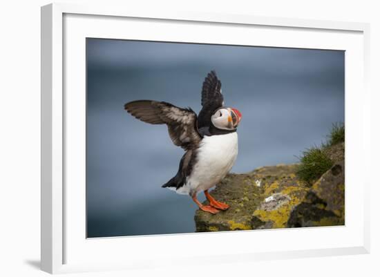 Puffins Up Close Atop The Cliffs In Western Iceland-Joe Azure-Framed Photographic Print