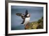 Puffins Up Close Atop The Cliffs In Western Iceland-Joe Azure-Framed Photographic Print