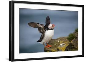 Puffins Up Close Atop The Cliffs In Western Iceland-Joe Azure-Framed Photographic Print