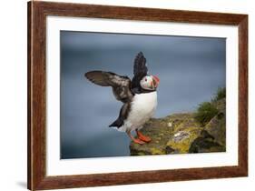 Puffins Up Close Atop The Cliffs In Western Iceland-Joe Azure-Framed Photographic Print