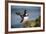 Puffins Up Close Atop The Cliffs In Western Iceland-Joe Azure-Framed Photographic Print