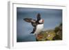 Puffins Up Close Atop The Cliffs In Western Iceland-Joe Azure-Framed Photographic Print