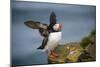Puffins Up Close Atop The Cliffs In Western Iceland-Joe Azure-Mounted Photographic Print
