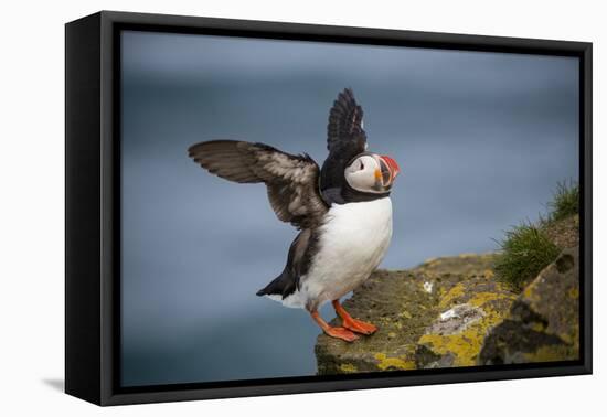 Puffins Up Close Atop The Cliffs In Western Iceland-Joe Azure-Framed Stretched Canvas