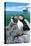 Puffins Watching a Cruise Ship, Alaska-Lantern Press-Stretched Canvas