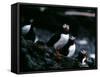 Puffins-null-Framed Stretched Canvas