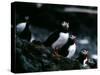 Puffins-null-Stretched Canvas