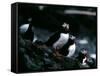 Puffins-null-Framed Stretched Canvas